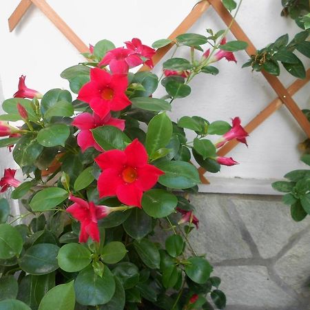 Aggela Guesthouse Σκόπελος Εξωτερικό φωτογραφία