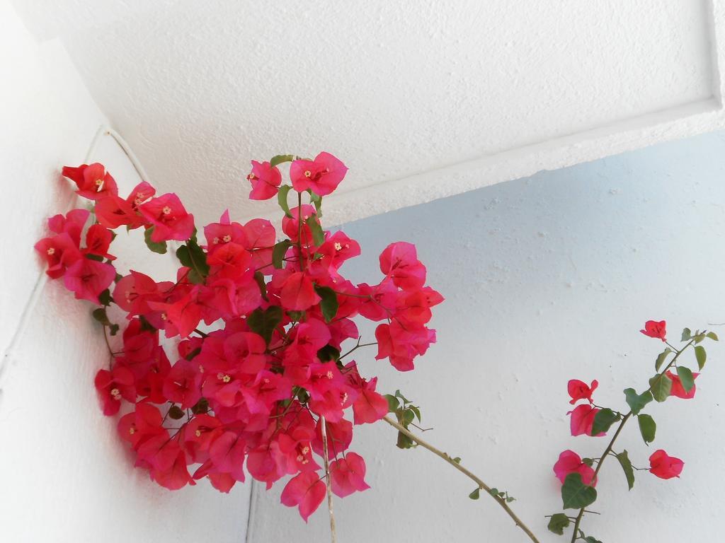 Aggela Guesthouse Σκόπελος Εξωτερικό φωτογραφία